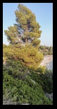 Halkidiki - Sithonia - Kaviou Beach -28-08-2023 - Bogdan Balaban